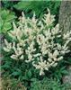 Astilbe (J) Gladst