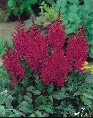 Astilbe (J) Mainz