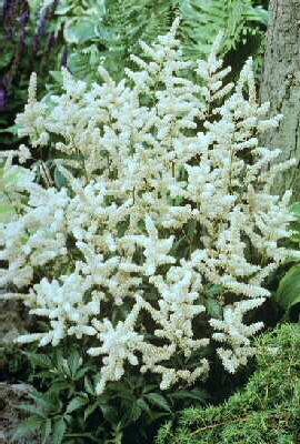 Astilbe (J) Queen 