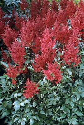 Astilbe (J) Red Se