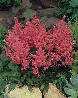 Astilbe (J) Rheinl