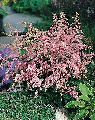 Astilbe (S) Bronce