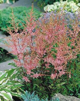 Astilbe (S) Hennie