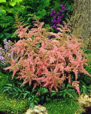 Astilbe (S) Jacque