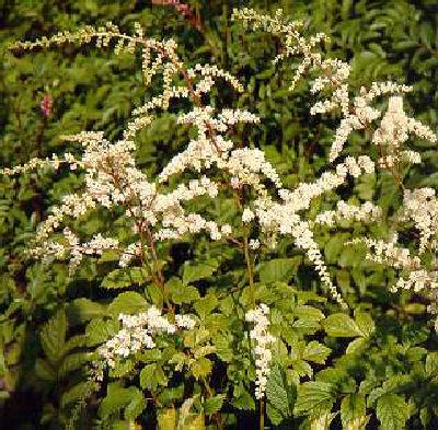Astilbe (T) Moerhe