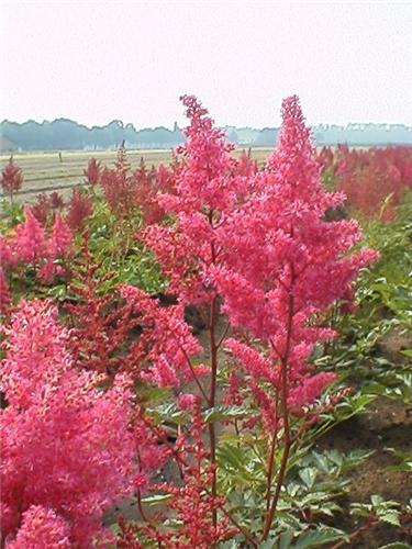 Astilbe Koblenz