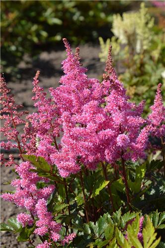 Astilbe Lola 2016b