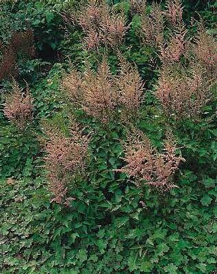 Astilbe chinensis 