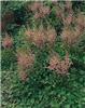 Astilbe chinensis 