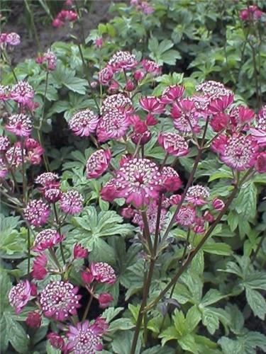 Astrant.Rubra