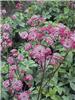 Astrant.Rubra