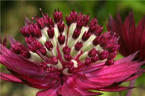 Astrantia Dark Shi