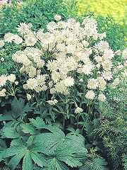 Astrantia Major Al