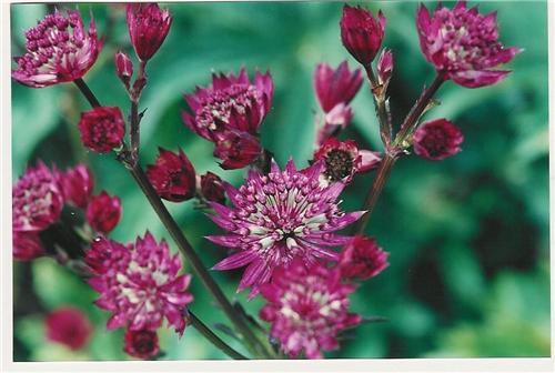 Astrantia Queens C