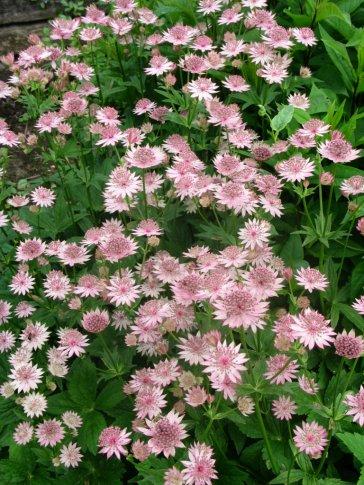 Astrantia major Ro