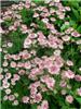 Astrantia major Ro