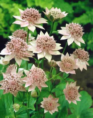 Astrantia major Ro