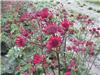 Astrantia majorLar