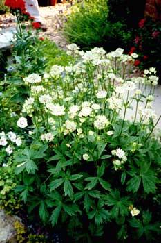 Astrantia major