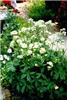 Astrantia major