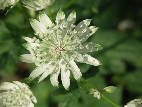 AstrantiaWhiteGian