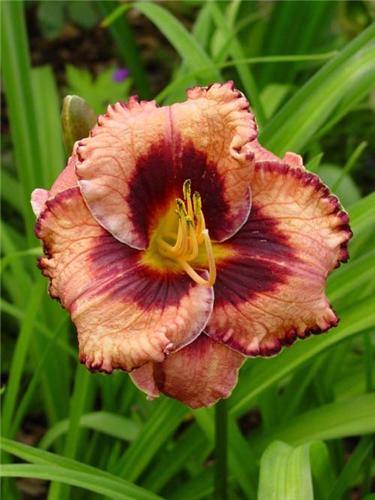 Awesome Blossom (r