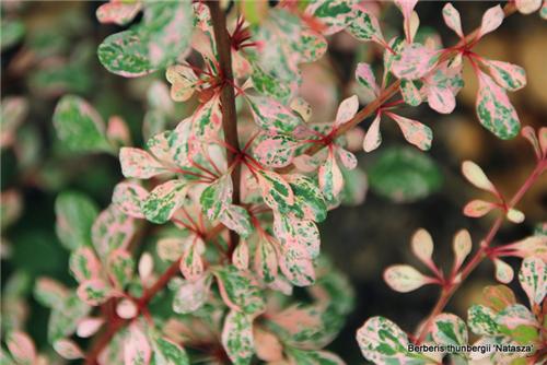 Berberis thunbergii 'Natasza'