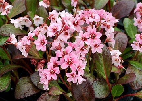 Bergenia pink drag