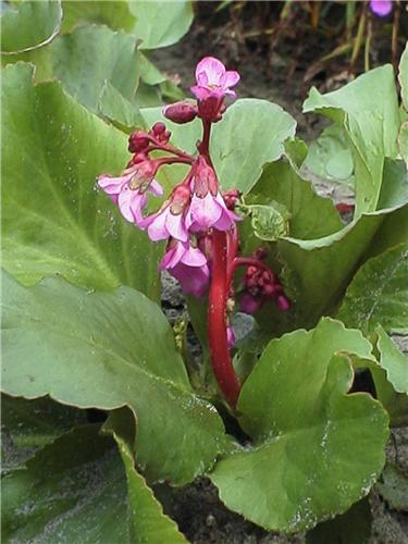 Bergenia.cordifoli