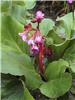 Bergenia.cordifoli