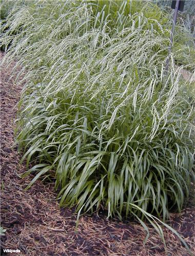 Brachypodium sylvaticum