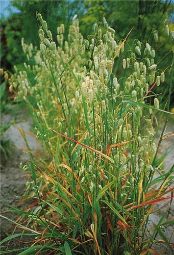 Briza maxima