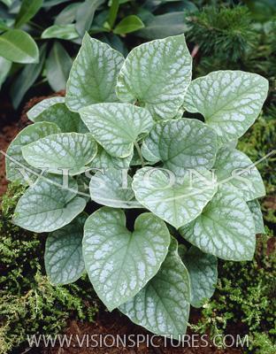 Brunnera Silver Wi