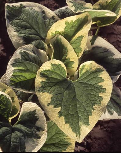 Brunnera macrophyl