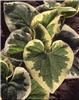 Brunnera macrophyl