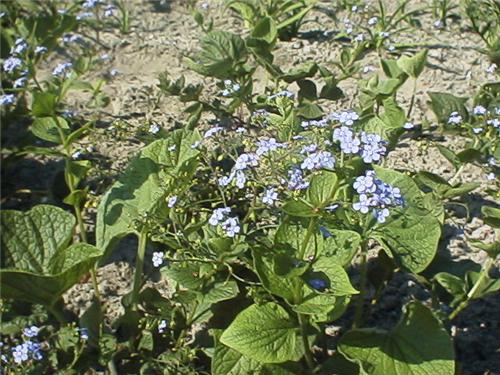 Brunnera macrophyl