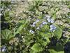 Brunnera macrophyl