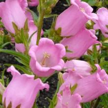 CAMPANULA medium -Rosepink Single-
