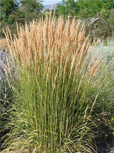 Calamagrostis acutiflora Avalanche