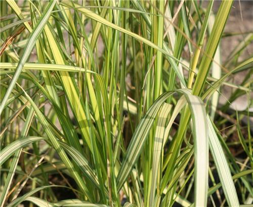 Calamagrostis acutiflora England