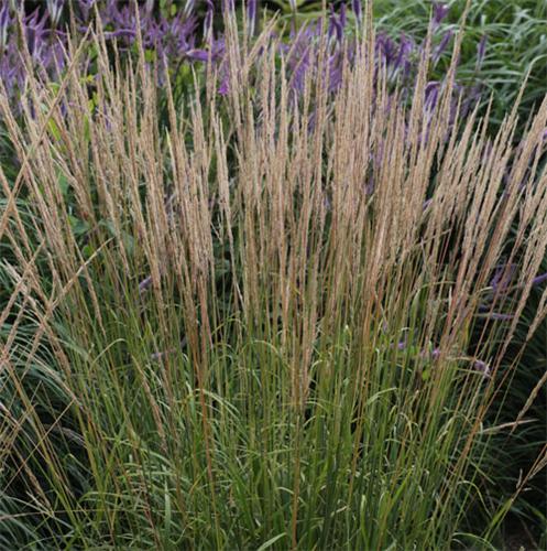 Calamagrostis acutiflora Waldenbuch