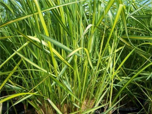 Calamagrostis acutifolia Eldorado