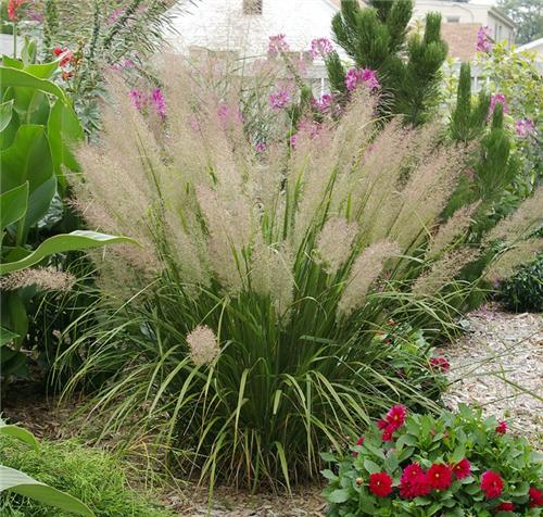 Calamagrostis arundinacea