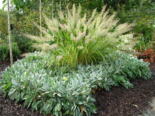 Calamagrostis brachytricha