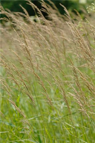 Calamagrostis canadensis