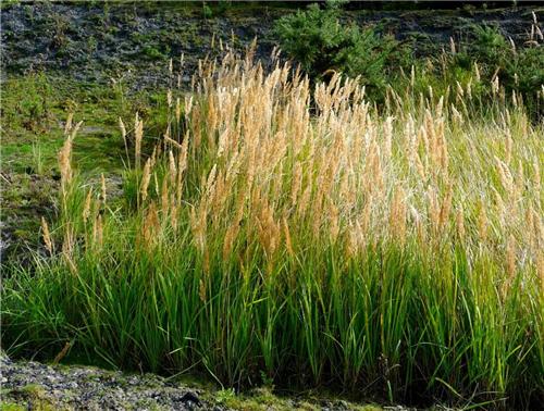 Calamagrostis epigejos