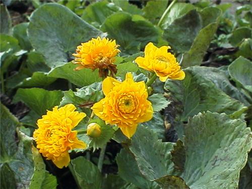 Caltha.palustris.p