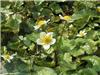 Caltha.palustrusAl