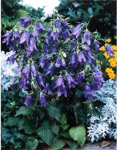 Campanula Kent Bel