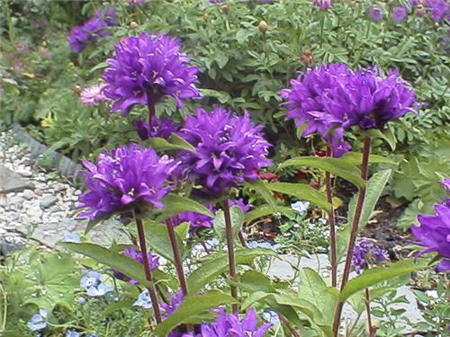 Campanula glomerata1